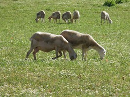 Ovejas pastando