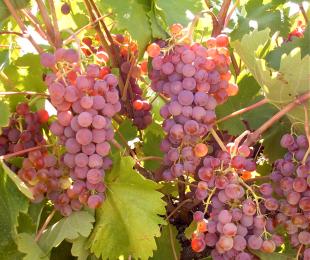 Racimo uvas