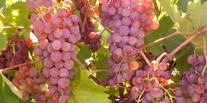 Racimo uvas